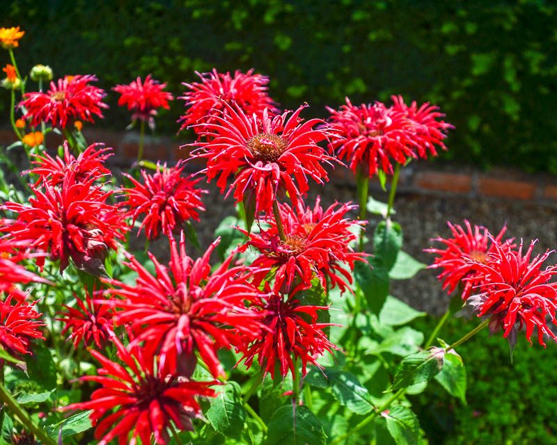 monarda_3_26150533-1180300