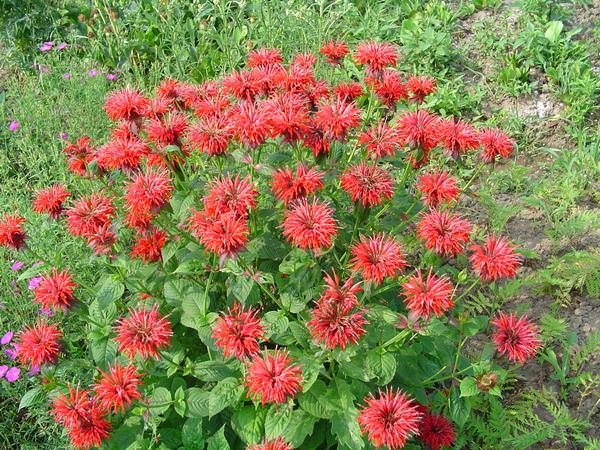 monarda_4_26150534-4033186