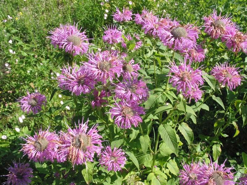 monarda_5_26150535-5861026