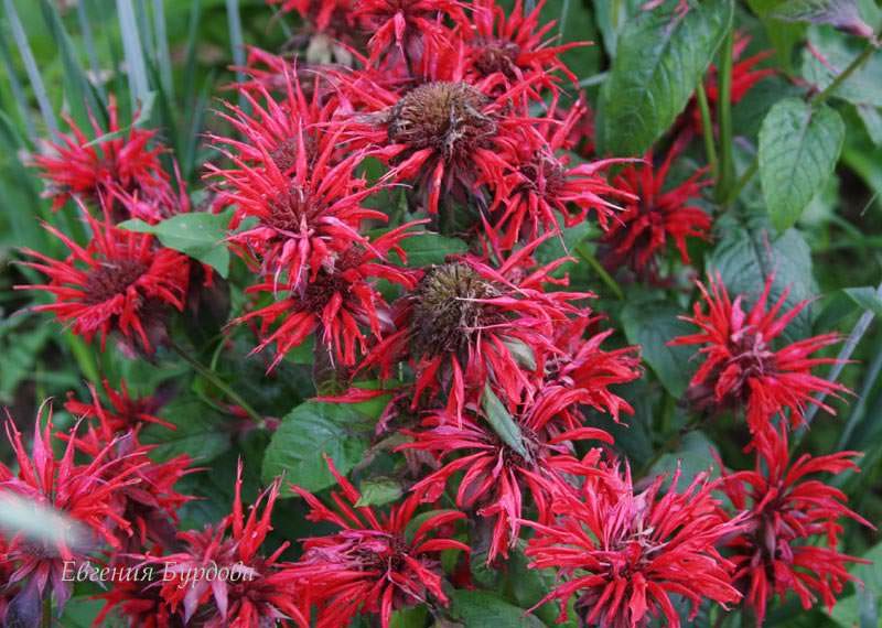 monarda_6_26150536-5006392