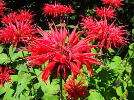 monarda_7_26150538-9892509