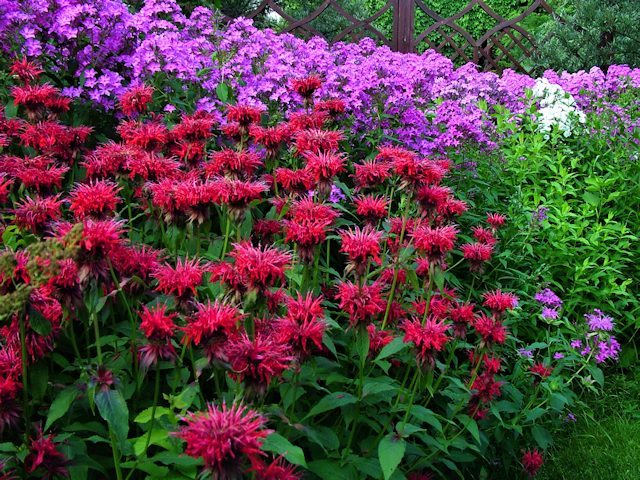 monarda_9_26150540-3788737